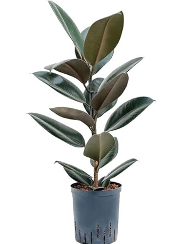 Ficus Elastica Abidjan Natural Árbol de Interior Ideal para Decorar la Casa o la Oficina