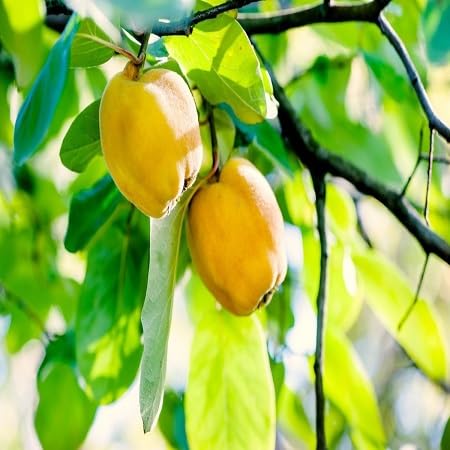 100pcs Fresh Quince Fruit Seeds