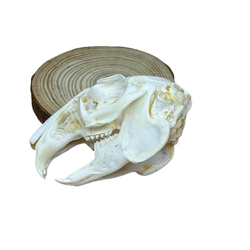 Taxidermy Real Animals Rabbit Skulls, Real Bones Specimen, Taxidermy Supplies for Science Education, Special Gift (1Pcs Rabbit Skull) — view 4