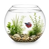 HAPPET Glasfischvase Rund 13 Liter – Klares Fischglas & Kugelvase aus Glas als Aquariumschale und Goldfischglas Deko für Wasserpflanzen, Mini Aquarium, Tischdeko, Bürodeko & Wohnraum