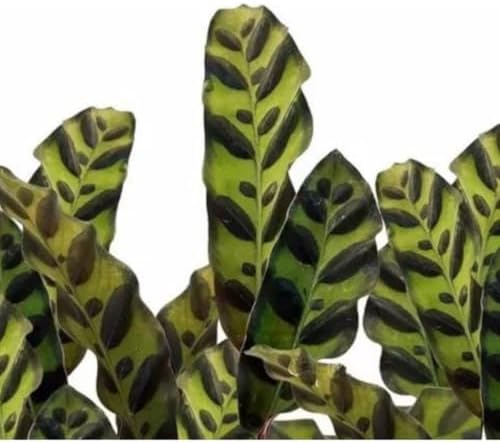 Muda Maranta Cascavel Calathea Insignis Vs10 Folhas Natural Plant...