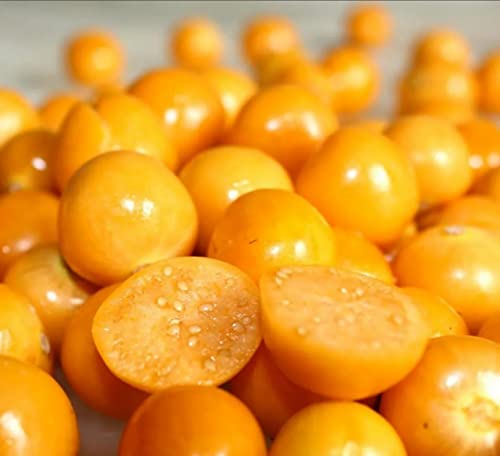 2000+ Physalis Alkekengi Seeds / Chinese Lantern Plant Seeds for Planting