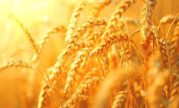 CZ Grain Semillas de parcela de alimentos para plantar cultiva alimentos para ciervos, pavos, alces, fesantes, codornices y otros animales