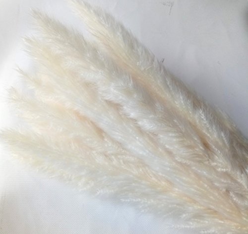 Dongliflower 25 Pcs Natural Dried Small Pampas Grass, Phragmites Communis,Wedding Flower Bunch, 24” Tall Home Decor (White) #TOP3