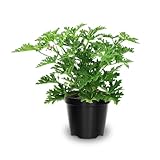 2 Live Citronella Plants, Citronella Plants Live for Garden, 4 to 6 Inches Tall, Citronella Live Plants