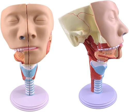 Modèle de gorge larynx trachée anatomique avec cavité nasale pour enseignement