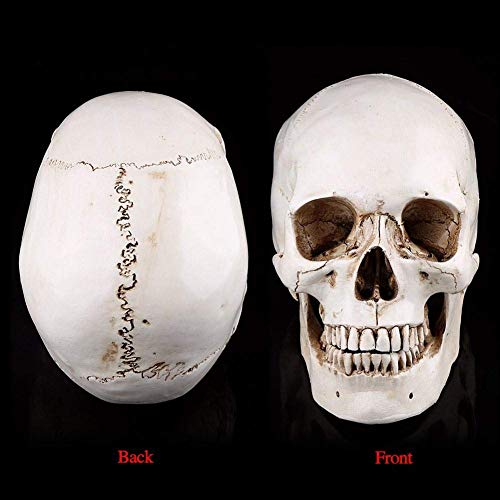 Réplique de crâne humain féminin par artskulls sur