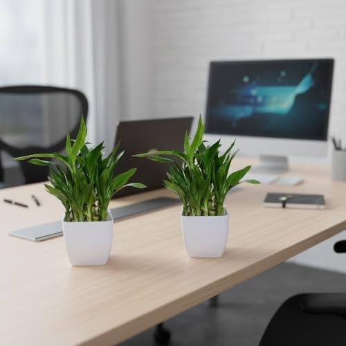 Image of Sugram 2 Layer Lucky Bamboo Feng Shui Plant With 3 inch White Square Pot | indoor for living room, Desk, Table Corner, Office (2 Plant with 3 inchInch White Pot)