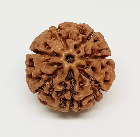 WorldwideGems Natural 7 Mukhi Rudraksha Original Certified Nepali 7 मुखी रुद्राक्ष Original Nepali Saat Mukhi Rudraksha 7 Face Rudraksha Original Nepal Satmukhi Rudraksha Saptamukhi Rudraksha