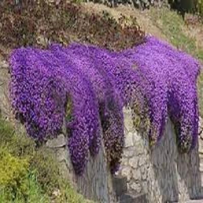 Portal Cool Aubretia Reale Violet - Perenne (500 semi)