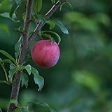 苗/苗木 【5本セット】 スモモ・サンタローザ 樹高0.6m前後 15cmポット 李 接ぎ木 苗木 1年生 苗 素掘りポット苗 果樹苗 果樹 果樹園用 植木 木 kd 5本 5