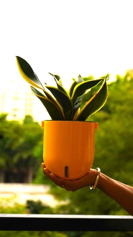 Image of Indian Discovery Self Watering Wall Hanging Planter|Hanging /Hooked Flower Pots for Home, Balcony, Vertical Garden Decor Flower Pots(2 PC, Yellow, Sphere)|6 Inch UV-Resistant Plastic Plant Pots