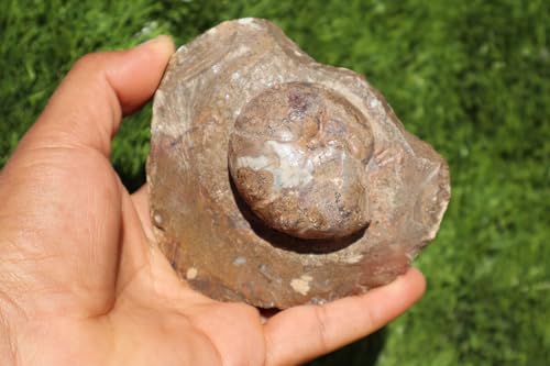 Image of Ammonite Goniatite Fossil Devonien Ammonite from Morocco Fossil Rock ammonites Fossil A150