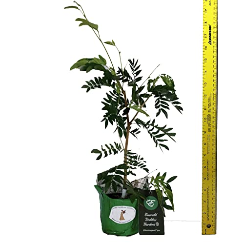 Surinam Pink Powder Puff Tree Live Plant Rose Cascade Calliandra Surinaminsis Unique Flowers Bonsai Starter Plant 4 Inch Pot Emerald Tm #TOP6