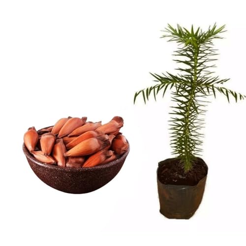 Genérico, Muda de Pinheiro Do Paraná 20 a 40cm AMK - Plantas Online