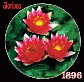 Gloriosa Live Hardy Water Lily Plant