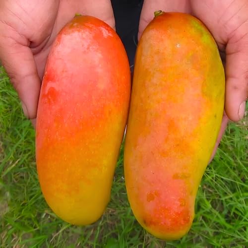 Image of Sweet & Testy Delicious GraftedMahachanok Mango FruitTree plant || For Home Garden Fruit Tree Plant outdoor indoor plant