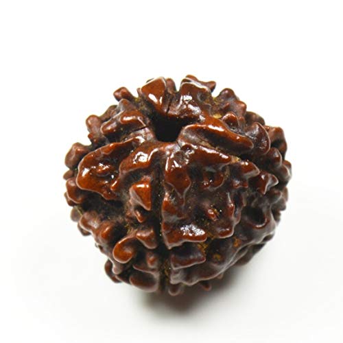 CaratYogi Real Five Face 5 Mukhi Nepali Flolar Rudraksha Bead For Chakra Healing Puja Use Round Rudraksh Cover