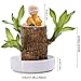 Brazilian Wood Plant, Brazilian Wood Decor, Lucky Brazil Wood Potted Plant, Mini Brazil Wood Plant with Tray, Brazillian Wood hydroponic 𝑷𝒍𝒂𝒏𝒕 Decorates for Home Office Desktop (E/Set)