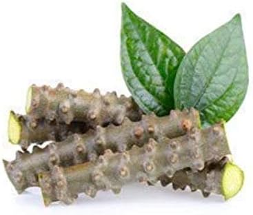 Fresh Neem Giloy Sticks Set of 12 (6" Inch Long) Packing in Corrugated Box