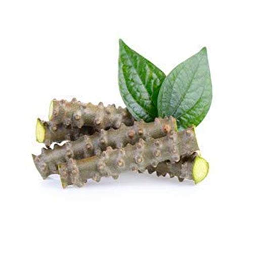 JadiButi Store Lot de 12 bâtonnets de margousier frais (15,2 cm de long) emballés dans une boîte ondulée