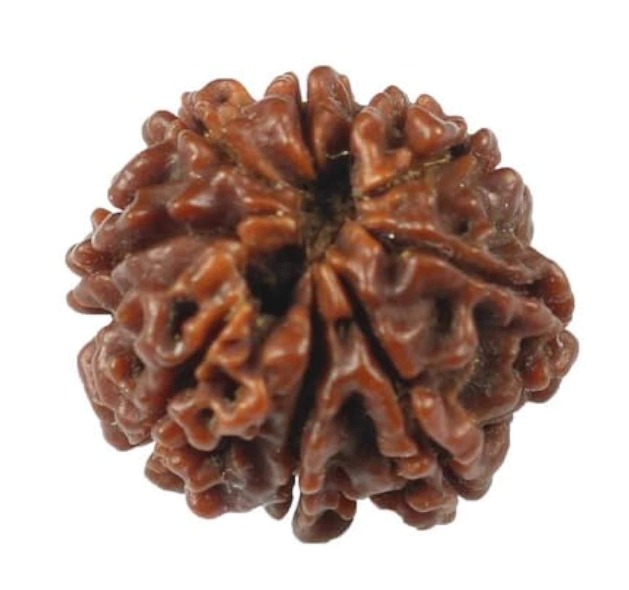 Pure Aath Mukhi Rudraksha Beads, 8 Mukhi Design