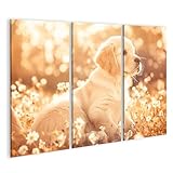 islandburner Bild auf Leinwand Goldener Welpe im Blumenfeld bei Sonnenuntergang für Wohnzimmer Tierliebhaber Fotogeschäft Bilder Wandbilder Poster