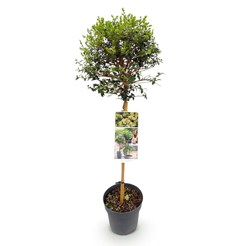 Green boutiQ - Plante de Jardin - Ligustrum delavayanum - Arbre en Tige - Plante de Terrasse - Persistant - Peu d'Entretien - Pot 19cm Hauteur 90cm