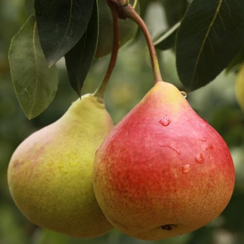 TriStar Plants - Ayers Pear Tree, 1 Gallon Trade Pot - 3'-5'ft Tall, Fruiting Pear Tree, Fast Growing Tree, Live Healthy Pear Tree, Cannot Ship to California.