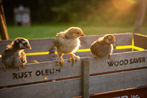 Scratch And Peck Feeds Cluckin' Good Chick Grit - 7 Lbs - Gizzard Development Supplement For Baby Chicks And Ducklings - Crushed Quartzite/Granite #TOP6