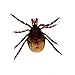 Ixodes scapularis (Deer Tick) Female, w.m. Microscope Slide