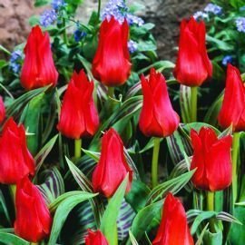 Tulipe chaperon rocaille miniature rouge pour fleurir balcons et petits jardins