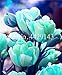 Produktbild 100 PC Bunte Bonsai Tulip (Nicht Tulip Zwiebeln) 24 Sorten Regenbogen-Tulpe Hochwertige Blumentopfpflanze Zier Bonsai: 15