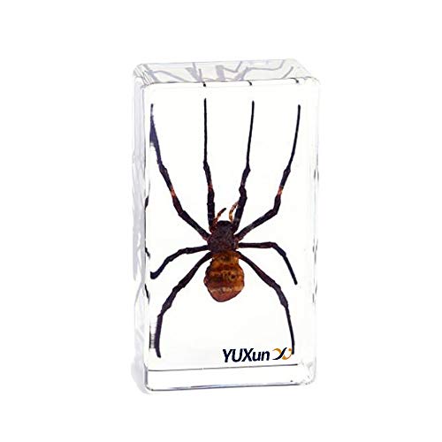 Cherish XT Insect Spider Specimen Paperweight Animal Taxidermy Science Classroon Specimen for Science Education Include Cyclocosmia ricketti Argiope Amoena Specimen (Argiope Amoena)