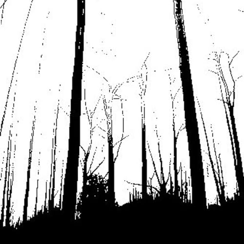 The Woods at Night cover art