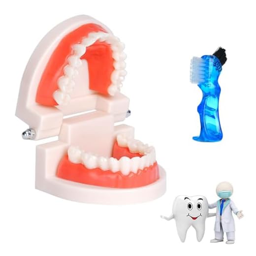Tokaneit Modelo de Demostración Dental de Dientes con Cepillos de Dientes Modelo Anatómico Estándar de Diente,Herramientas de Enseñanza Dental,para la Formación de Cepillos de Diente de Niños