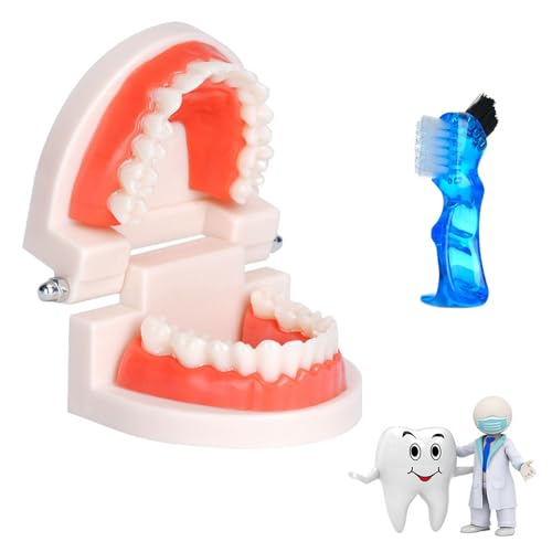 Tokaneit Modelo de Demostración Dental de Dientes con Cepillos de Dientes Modelo Anatómico Estándar de Diente,Herramientas de Enseñanza Dental,para la Formación de Cepillos de Diente de Niños