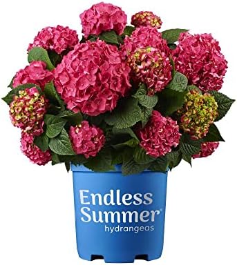Planta Natural Hydrangea Rosa - Hortensia -