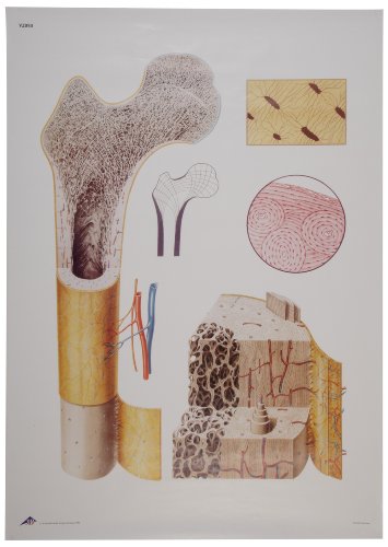 Image of 3B Scientific V2050U Bone Structure Anatomical Chart, Oversize Poster, 33.1 inch Width x 46.5 inch Height