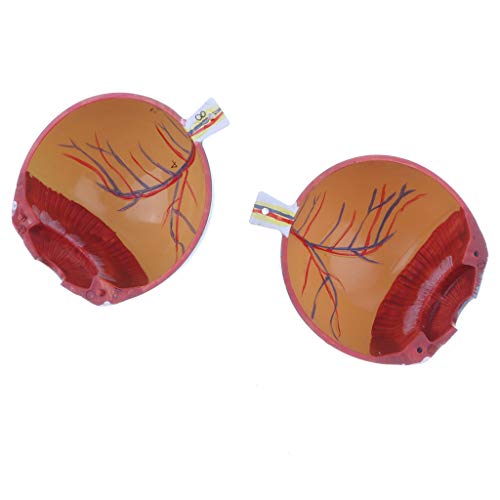 Kit de modelo anatômico de bola para olhos humanos menolana / Suprimentos de ampliação 3X