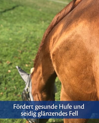 EQUISTRO® Kerabol | Ergänzungsfuttermittel für Pferde | Fördert ein gesundes Hufwachstum | Soforthilfe bei geschädigtem Hufhorn | 1L
