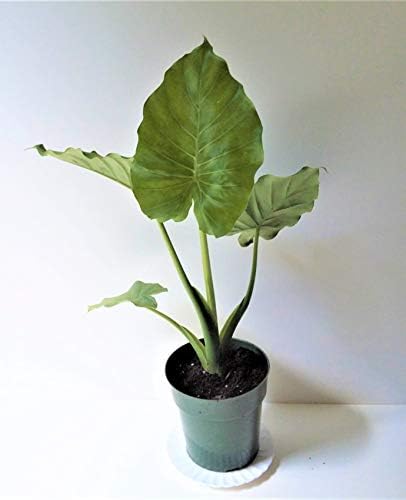 Alocasia Macrorrhiza , Elephant Ear