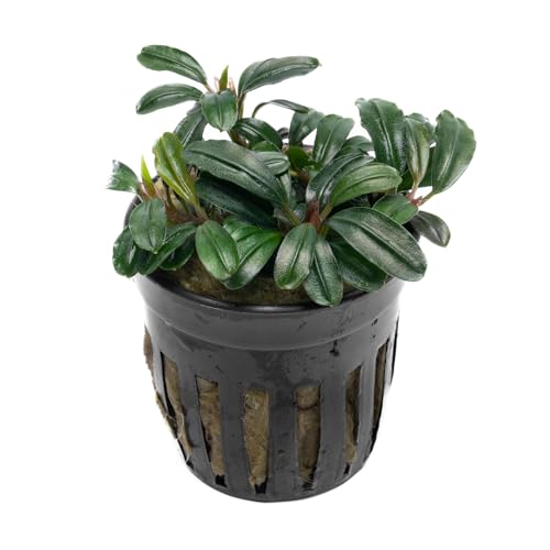 SubstrateSource Live Plants - Bucephalandra Brownie Phoenix