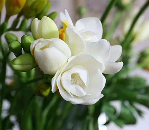 100+ Jasmine Flower Seeds For Planting #TOP3