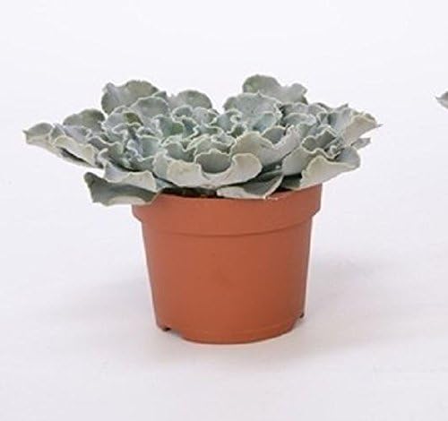 Echeveria Cheyenne Succulent Plant in a 12cm Pot