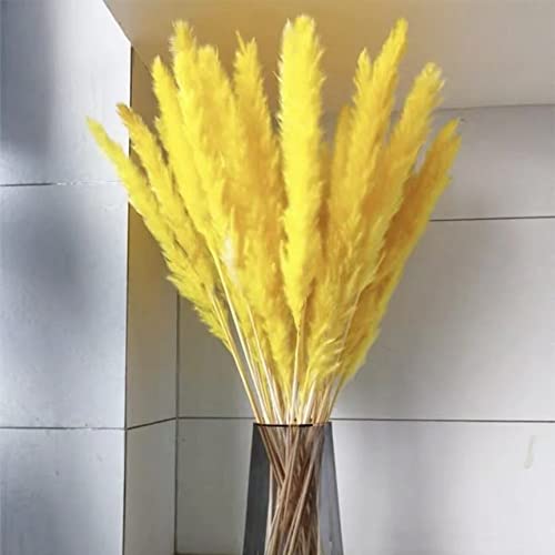 Qauzuy Garden 200 Yellow Pampas Grass Seeds Fresh Seeds Perennial Flowering Ornamental Privacy Screens Drought-Tolerant Easy To Grow Low-Maintenance #TOP6