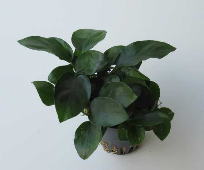 florari 10x Anubias nana/Zwergspeerblatt im Topf