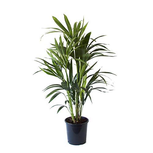 Kentia Palm | houseplant | Indoor Plant | Height 90-150 cm | Pot 19 cm | Living Room Ready Potted Plant (90 cm, Without Pot Cover)