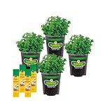 Bonnie Plants Lemon Balm, Live Plants, with Miracle-Gro Pour & Feed Singles Ready-to-Use Plant Food, 4-Pack, Fragrant, Easy-to-Grow, and Great for Container Gardens, 19.3 oz.