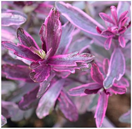 Hebe 'Frozen Flame' 13cm Pot Size